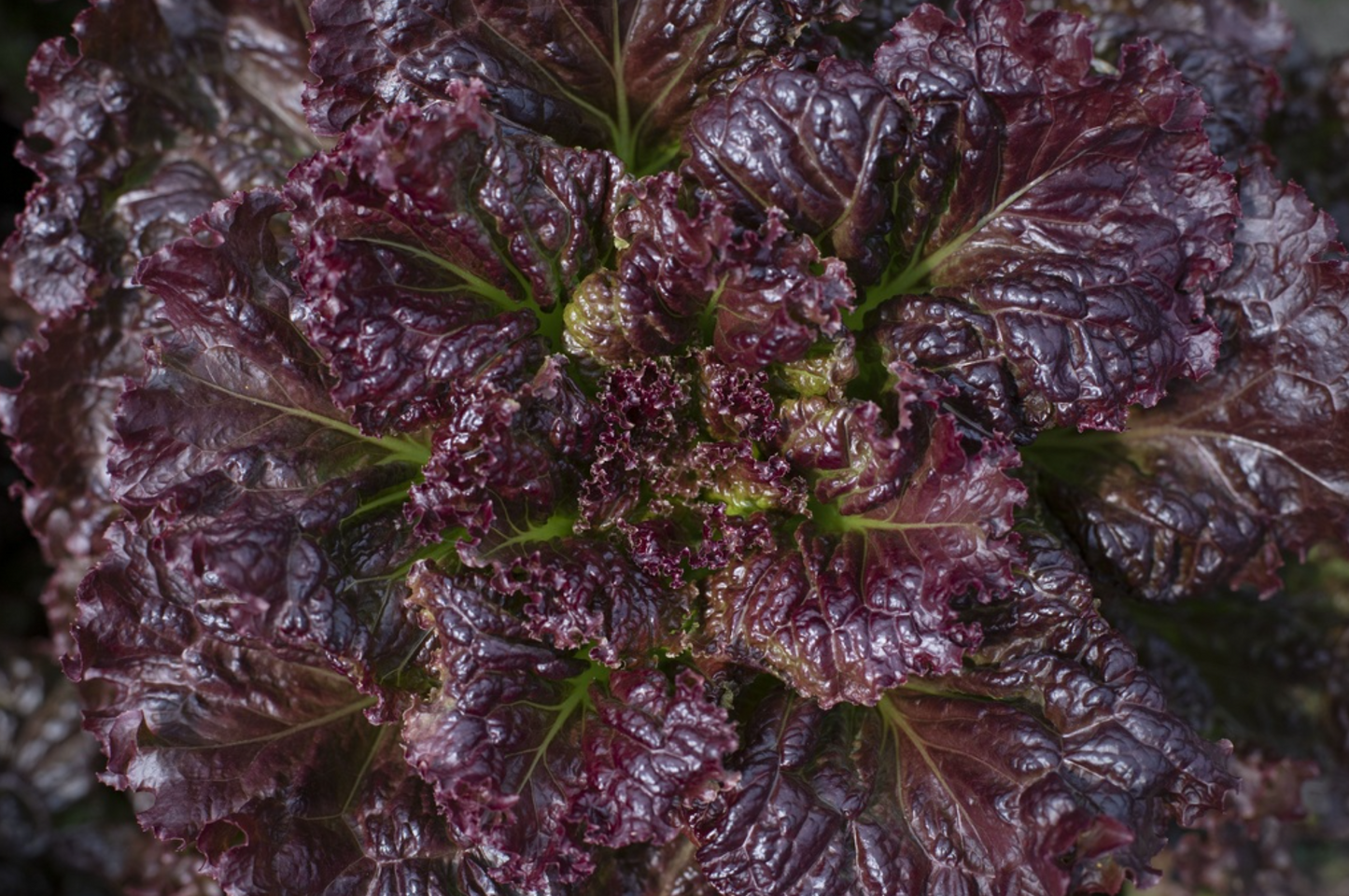 Schnittsalat, Black Hawk
