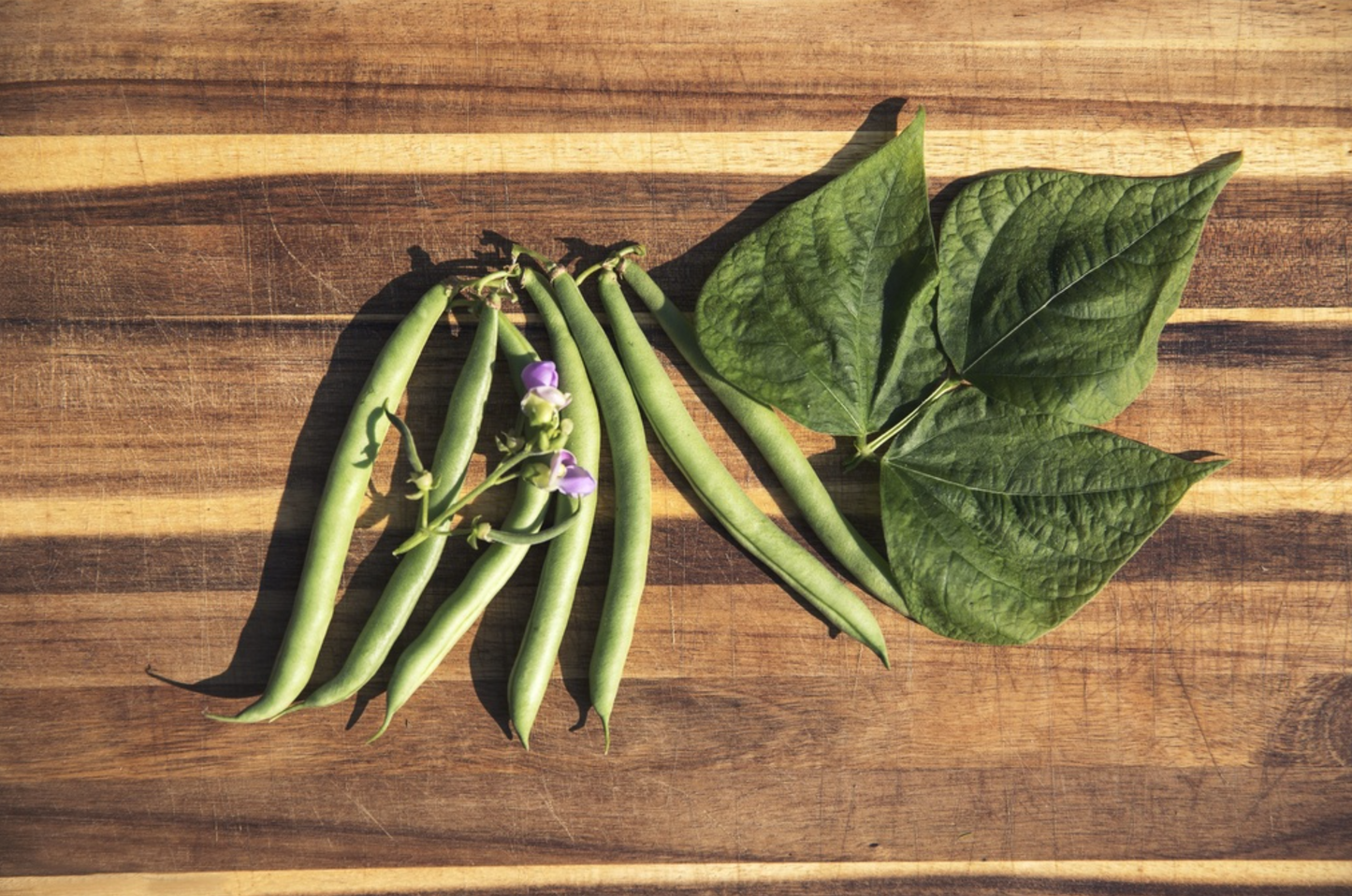 Gartenglück - Buschbohnen