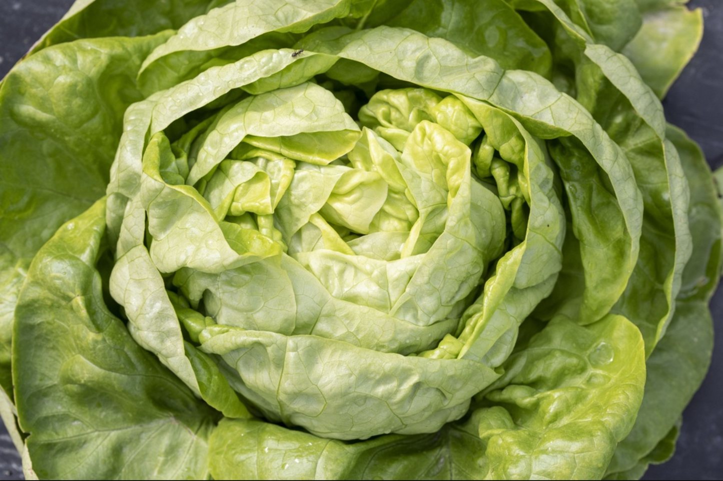 Kopfsalat, Kagraner Sommer