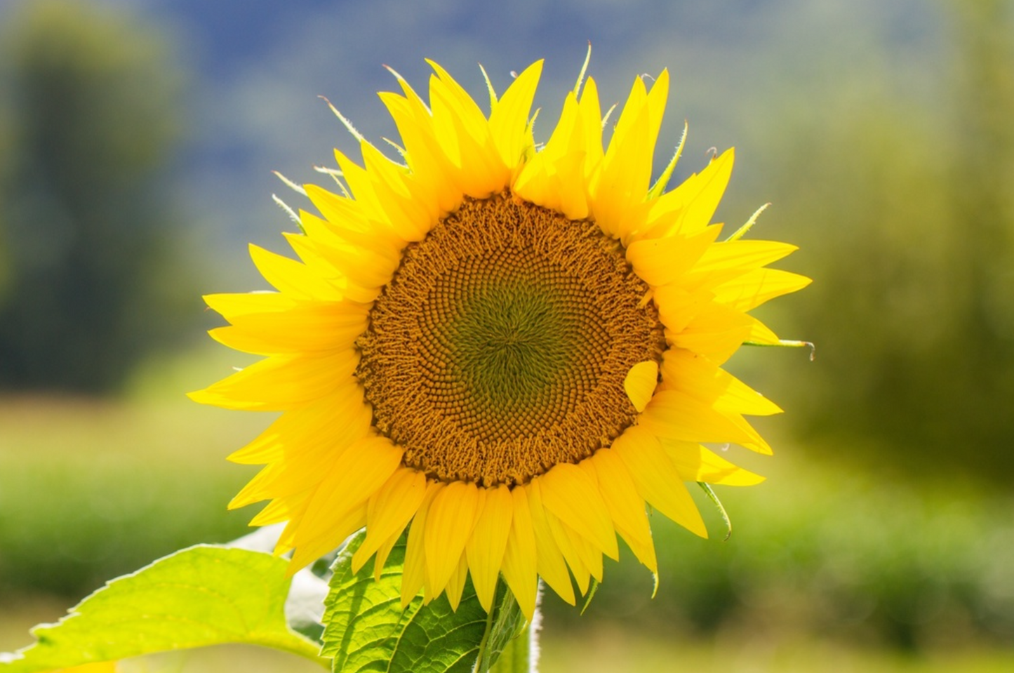 Italienische Sonne, Sonnenblume