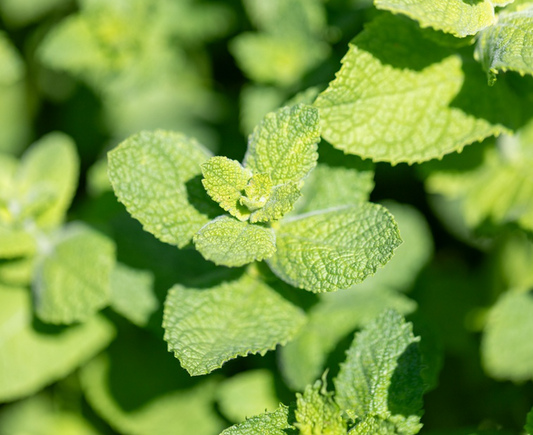 Apfelminze, Sommerliche Frische (mehrjährig)