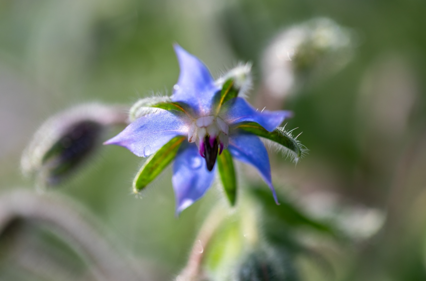 Borretsch, Blaublühend (einjährig)