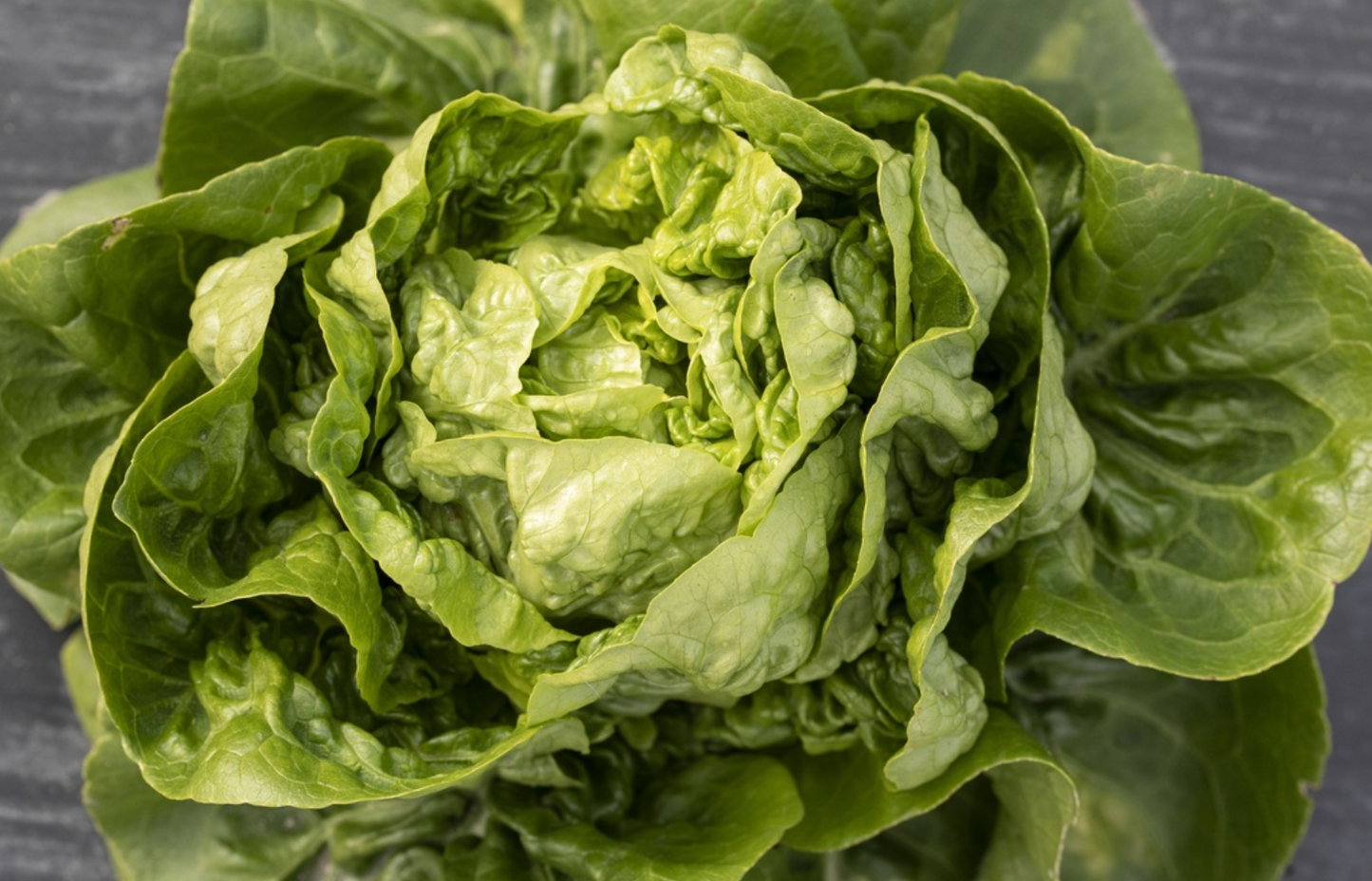 Kopfsalat, Cocodelo