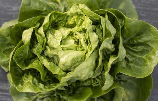 Kopfsalat, Cocodelo