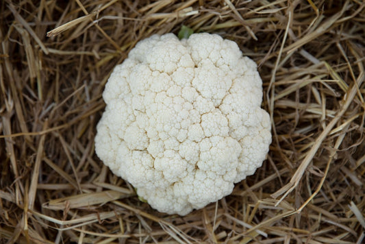 Blumenkohl Winter
