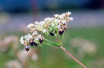 Buchweizen, Rosablühend
