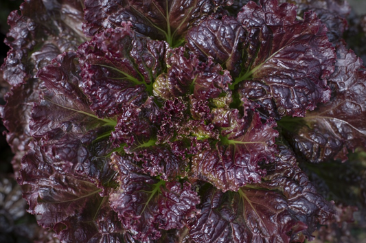 Schnittsalat, Black Hawk