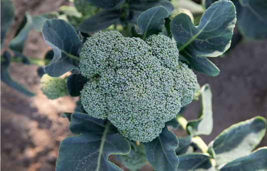 Broccoli, Coastal Selektion Z