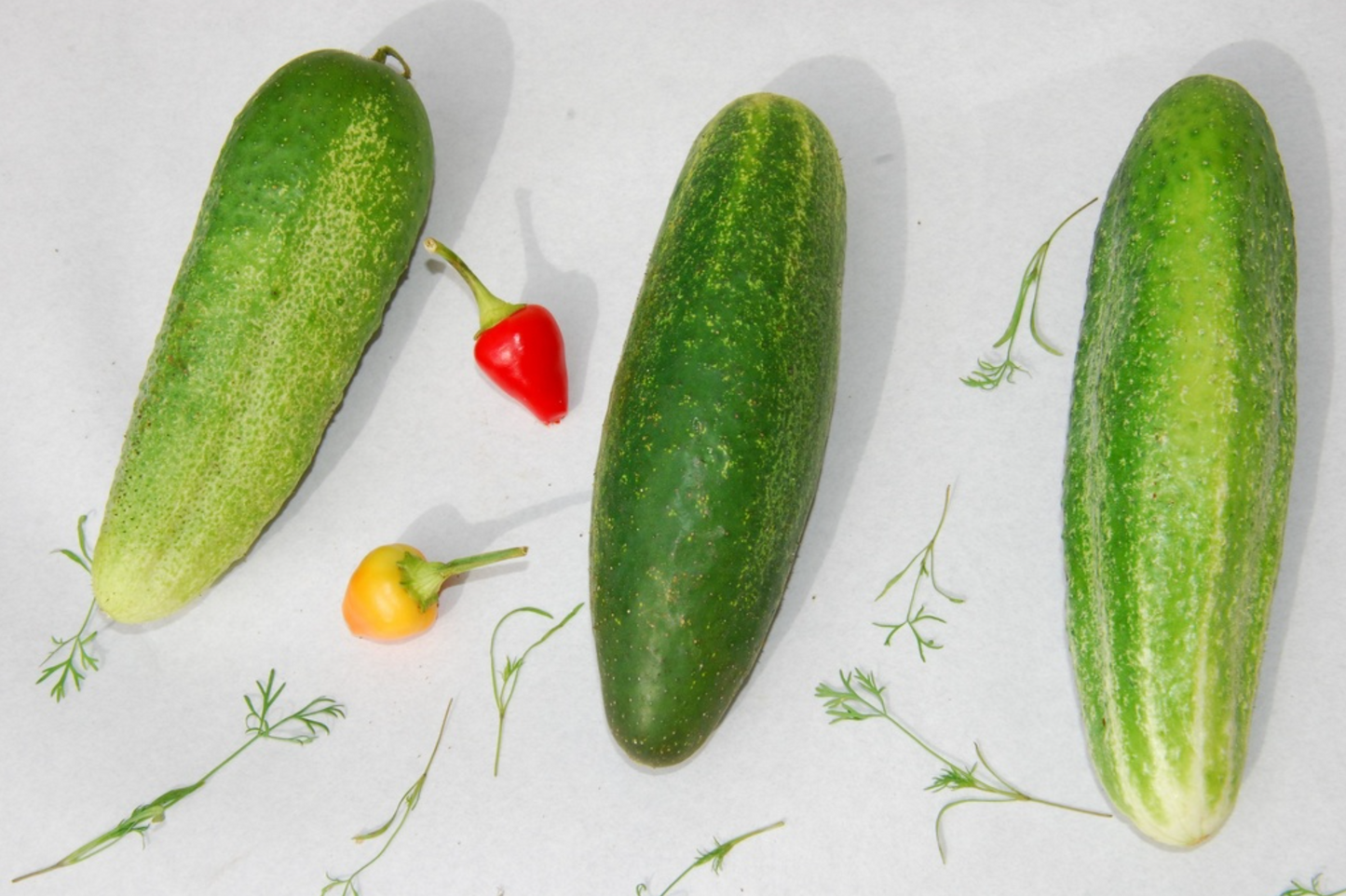 Cornichon (Essiggurke), Delikatess