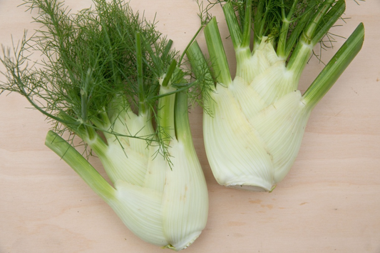 Fenchel, Finale - Knollenfenchel
