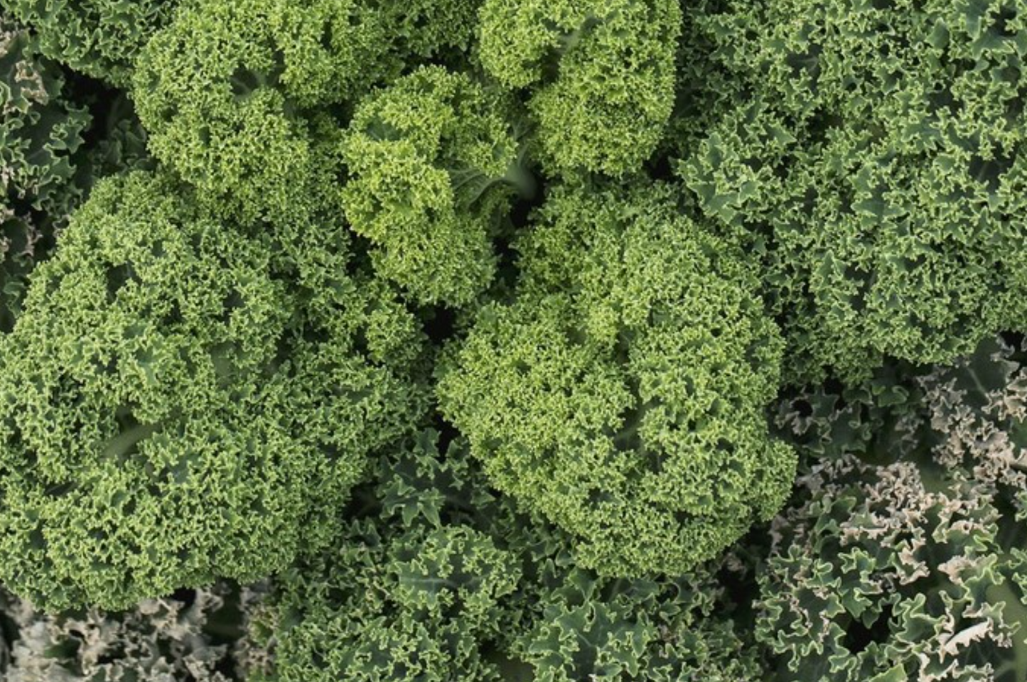 Grünkohl (Kale), Lerchenzunge