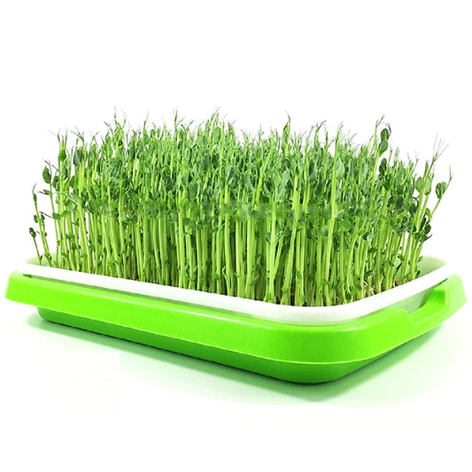 Anzuchtschale für Microgreens