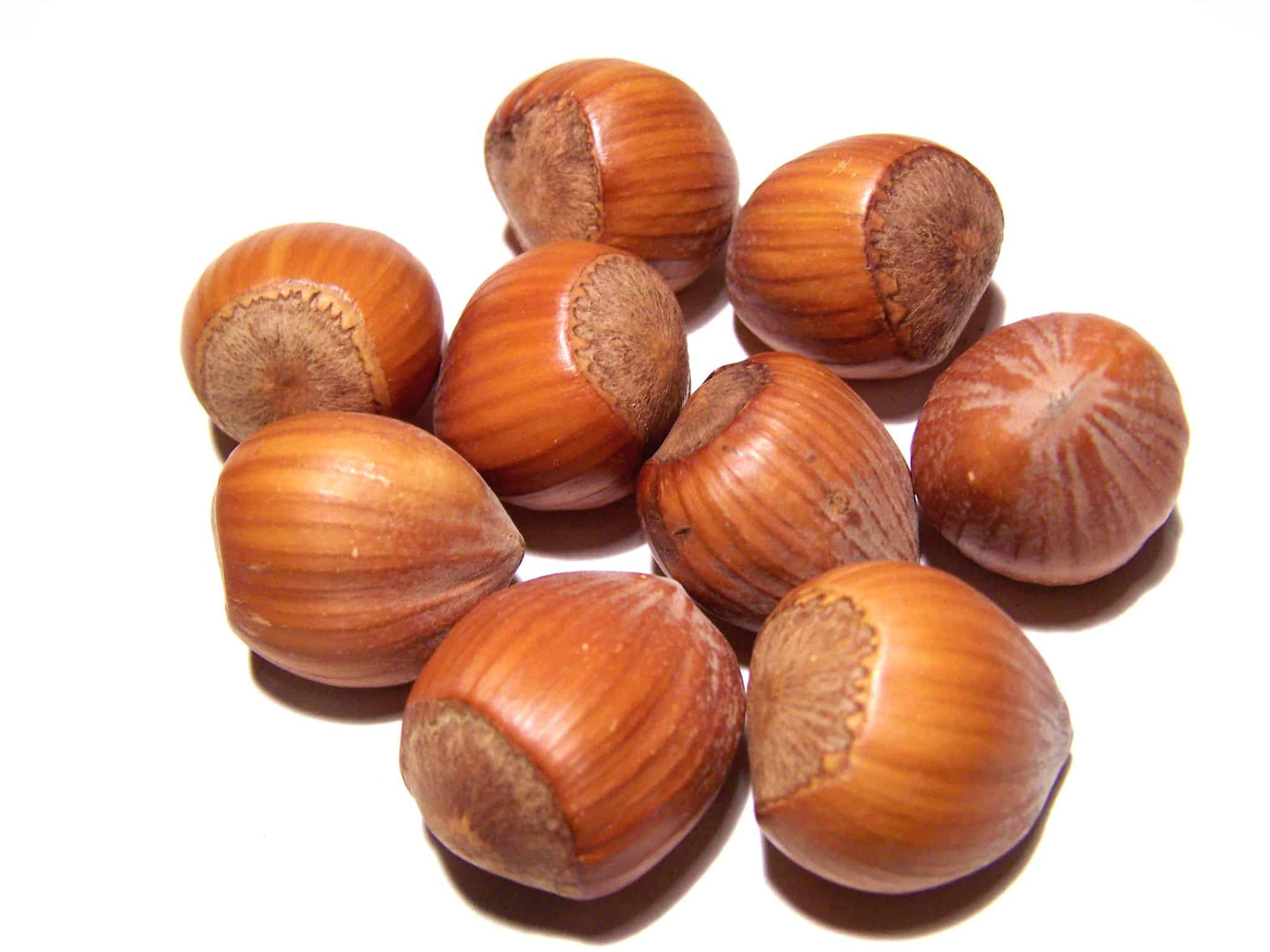 Haselnüsse aus Bayern 5Kg