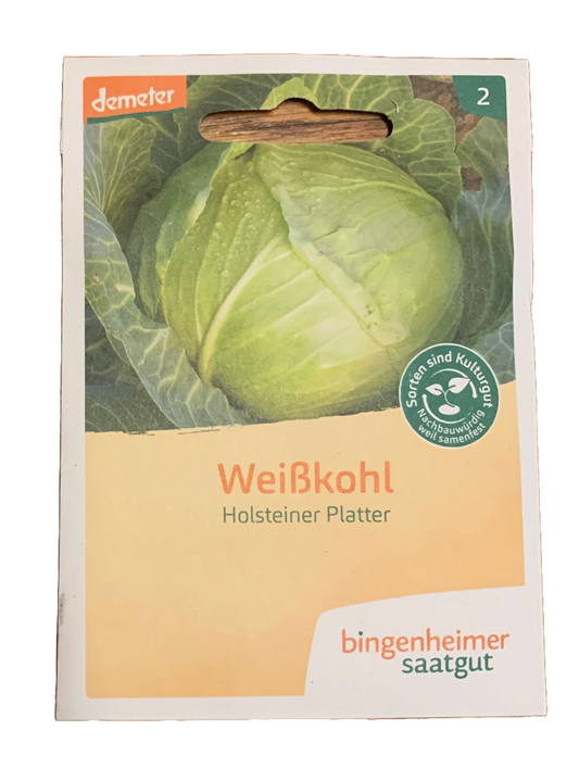 Weißkohl "Holsteiner Platter" - Bingenheimer Saatgut - Demeter