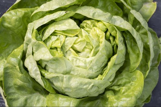 Kopfsalat, Kagraner Sommer