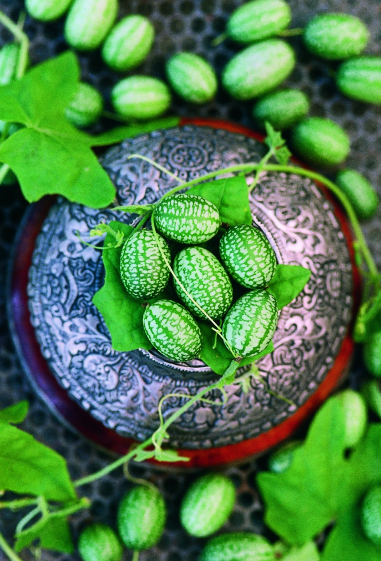Melothria, Mini-Wassermelone