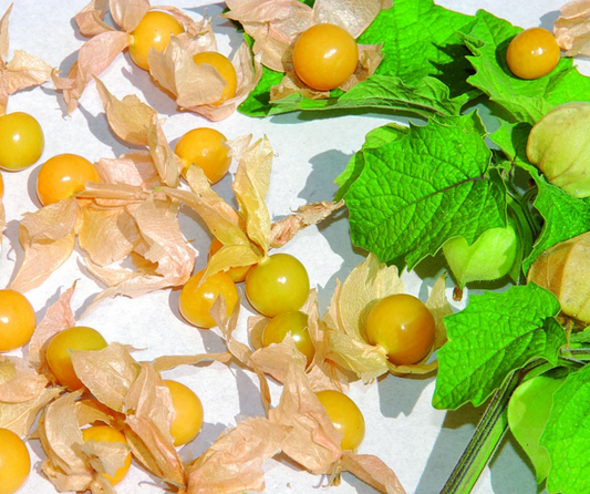 Physalis, Ananaskirsche