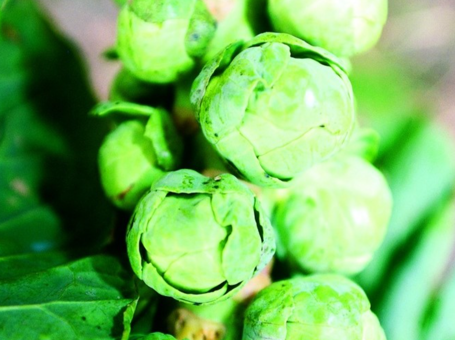 Rosenkohl, Ideal Selektion Z(ollinger)