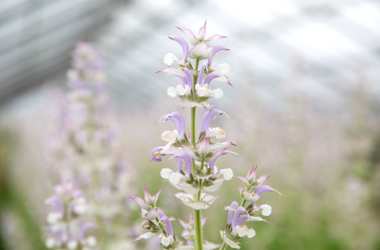 Salbei (Salvia), Muskatellersalbei (zwei- bis mehrjährig)