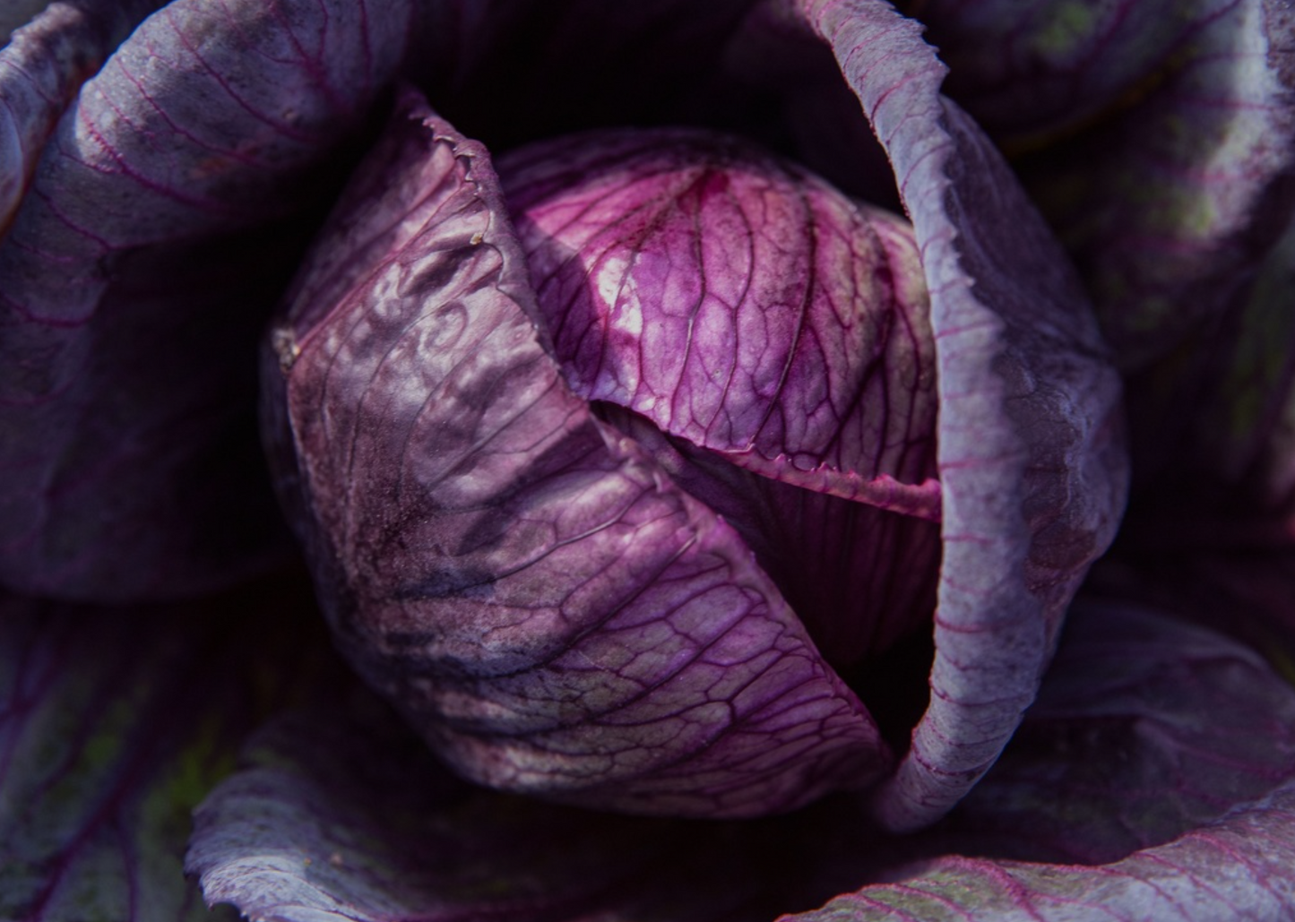 Rotkabis, Schwarzkopf (Rotkohl/Blaukraut)