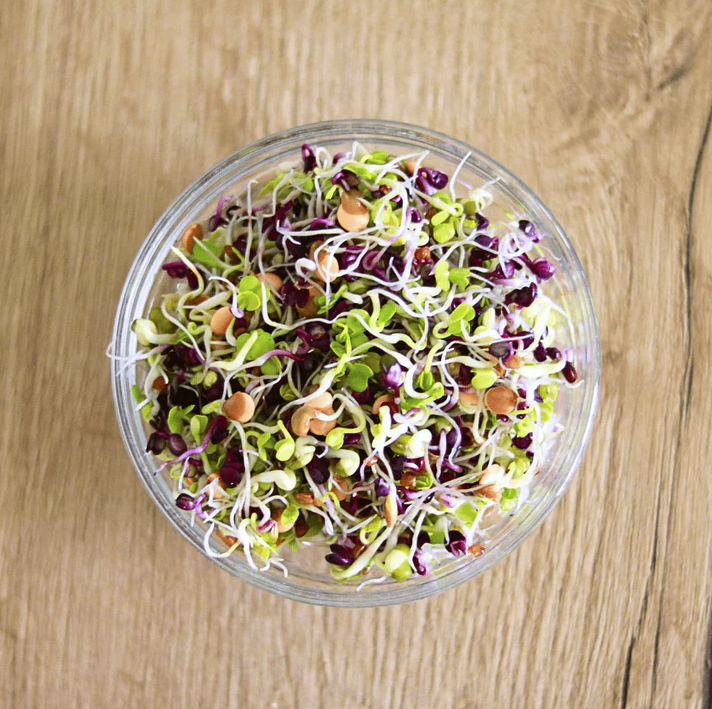 Keimgrün Salat  - Sprossenmix