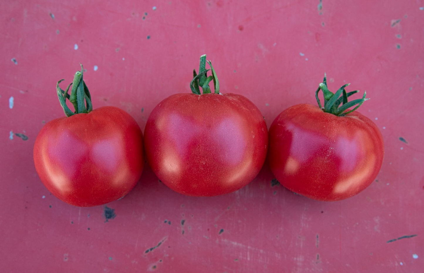 Tomate, Berner Rose Selektion Z