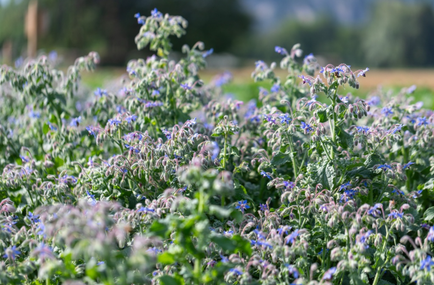 Borretsch, Blaublühend (einjährig)
