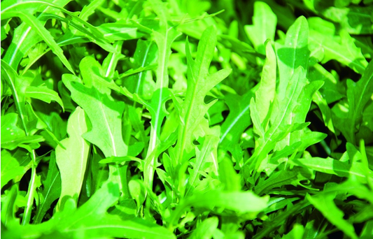 Rucola, Wilde Rauke (mehrjährig)